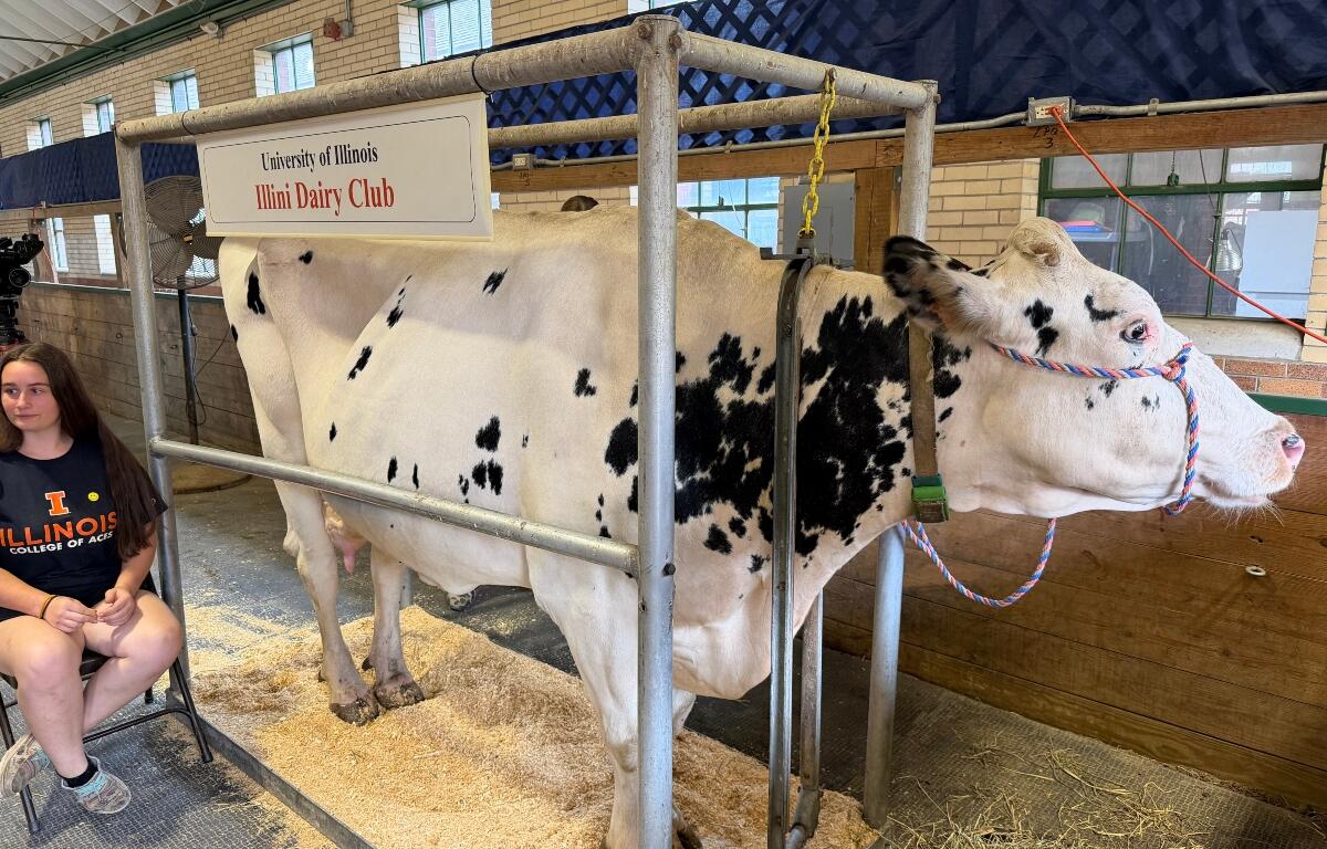 "Cookes and Cream" is one of the cows you can milk at the Illinois State Fair.