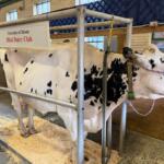 "Cookes and Cream" is one of the cows you can milk at the Illinois State Fair.
