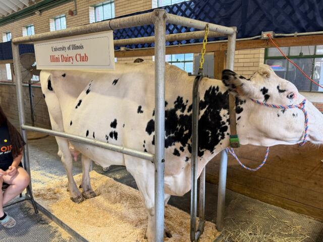 "Cookes and Cream" is one of the cows you can milk at the Illinois State Fair.