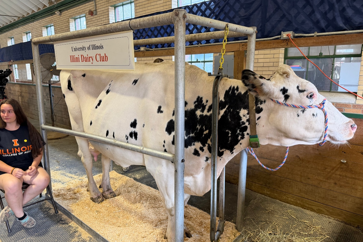 "Cookes and Cream" is one of the cows you can milk at the Illinois State Fair.