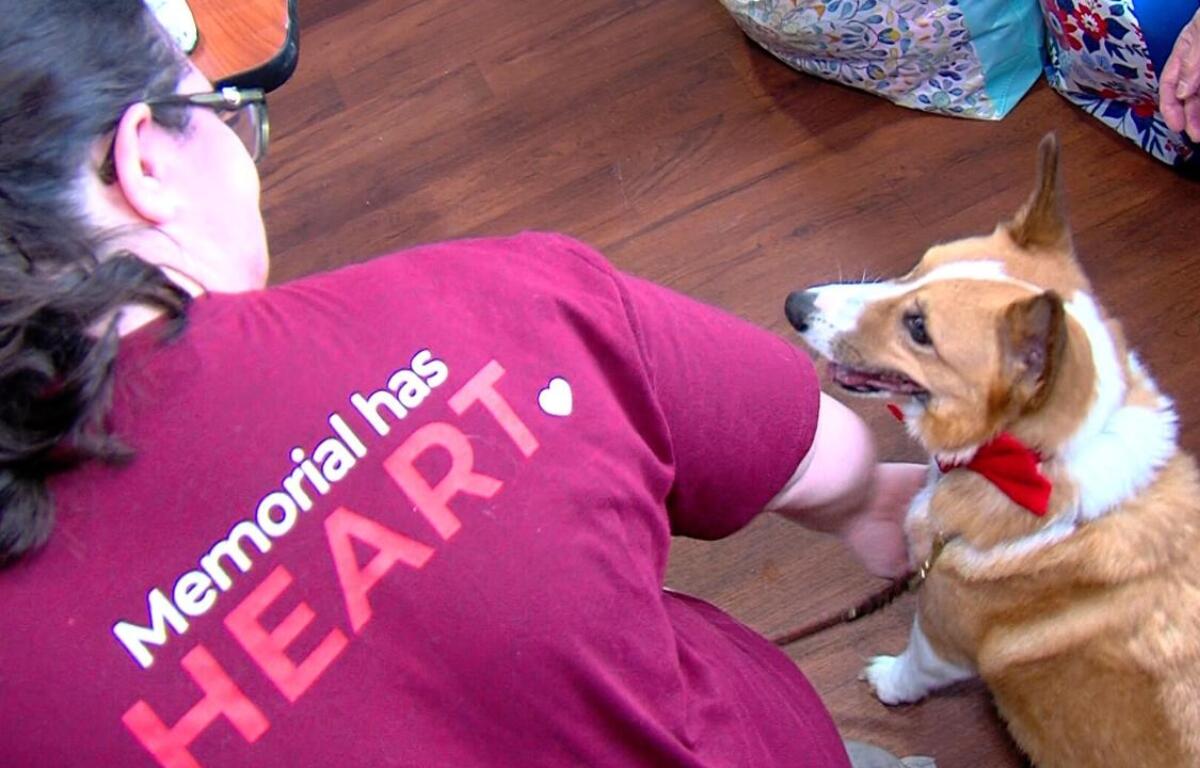 One of the "DOGtors on Call" at Springfield Memorial Hospital.