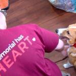 One of the "DOGtors on Call" at Springfield Memorial Hospital.