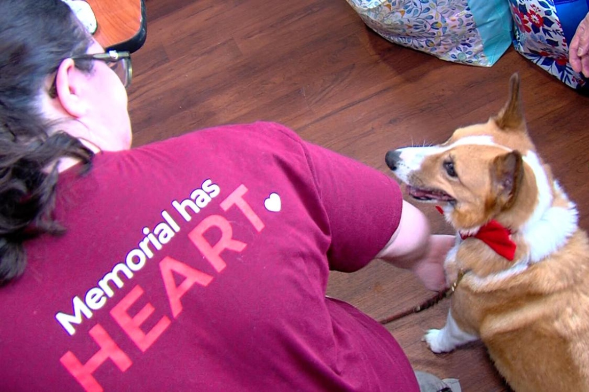One of the "DOGtors on Call" at Springfield Memorial Hospital.