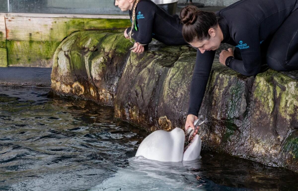 This photo provided by the Shedd Aquarium shows beluga whale Peekachu at the aquarium in Chicago, Monday, Aug. 17, 2026. (Shedd Aquarium via AP)