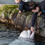 This photo provided by the Shedd Aquarium shows beluga whale Peekachu at the aquarium in Chicago, Monday, Aug. 17, 2026. (Shedd Aquarium via AP)