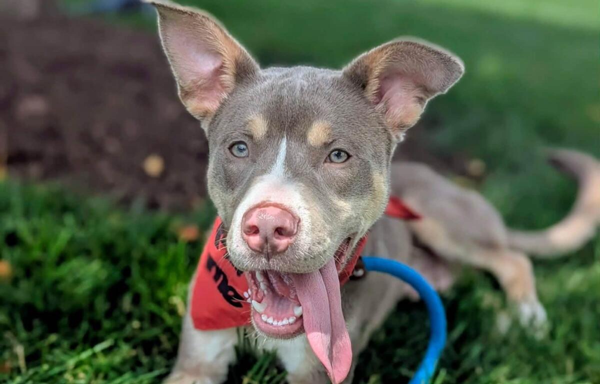 Chaos -- Friends of Sangamon County Animal Control Dog of the Week