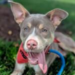 Chaos -- Friends of Sangamon County Animal Control Dog of the Week