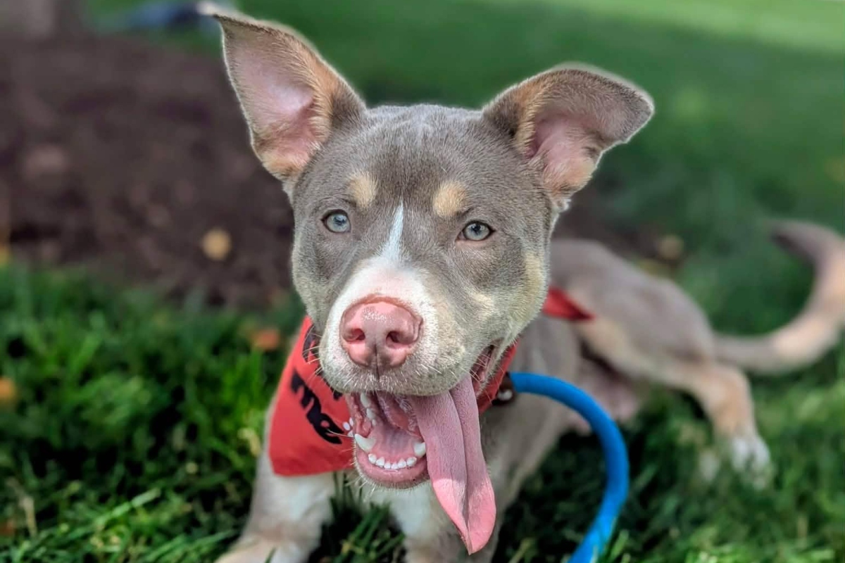 Chaos -- Friends of Sangamon County Animal Control Dog of the Week