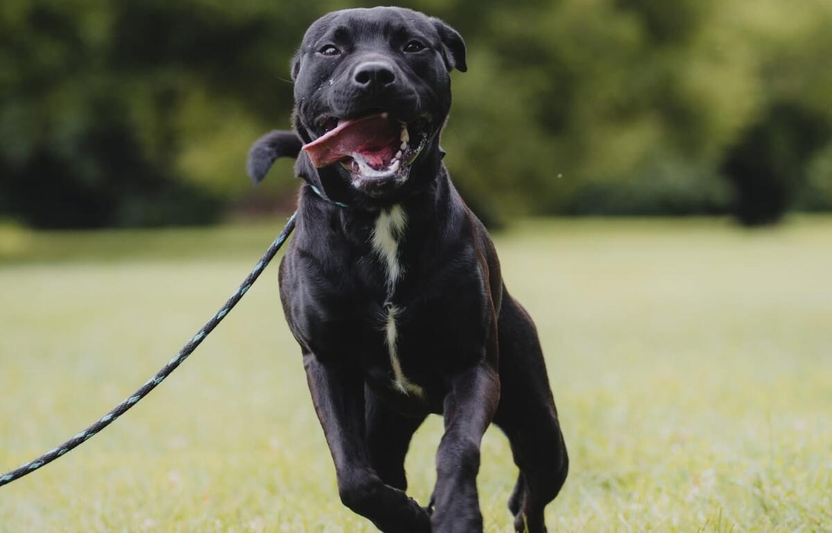 Link -- Friends of Sangamon County Animal Control Dog of the Week