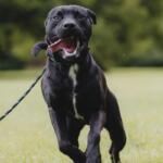 Link -- Friends of Sangamon County Animal Control Dog of the Week