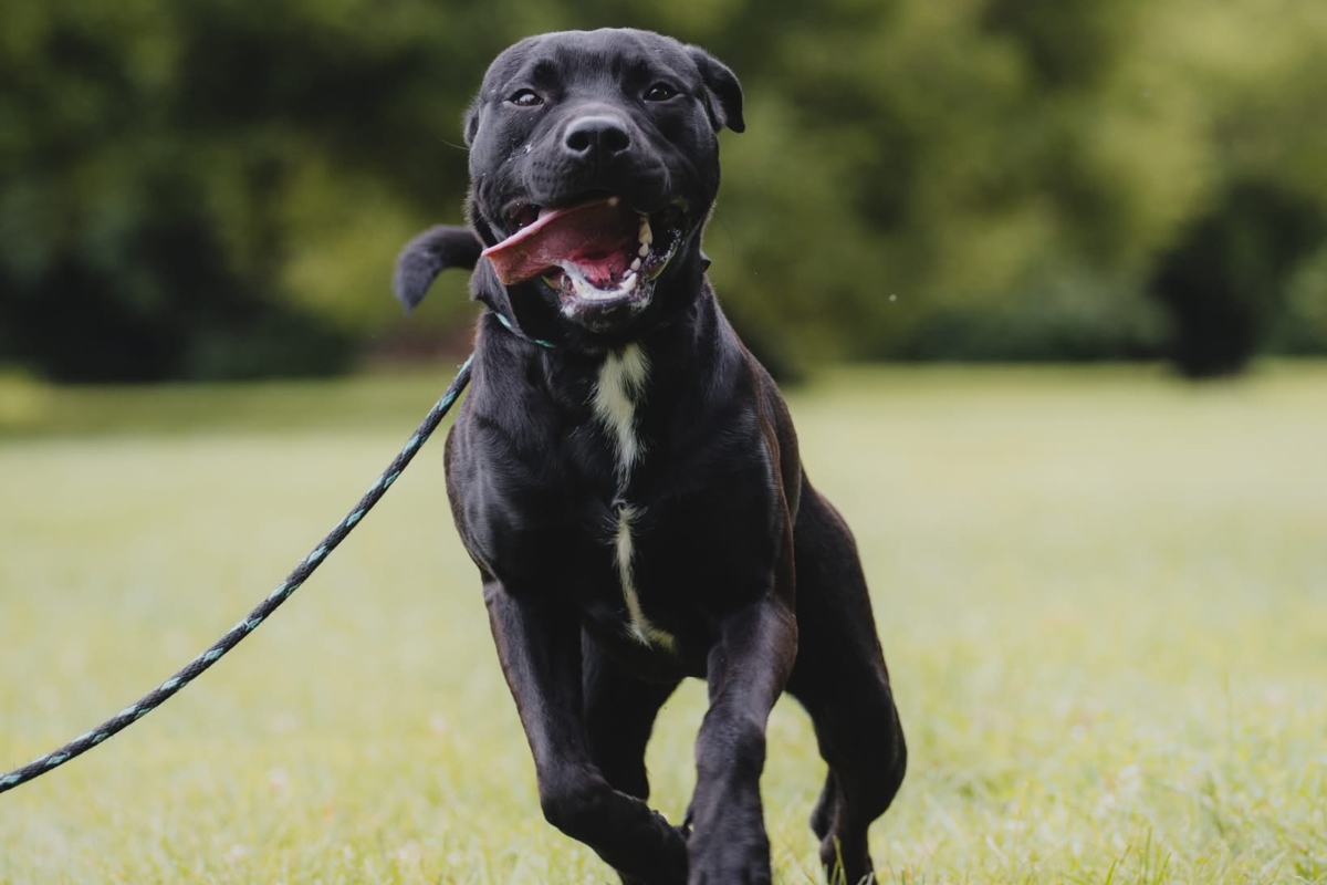 Link -- Friends of Sangamon County Animal Control Dog of the Week