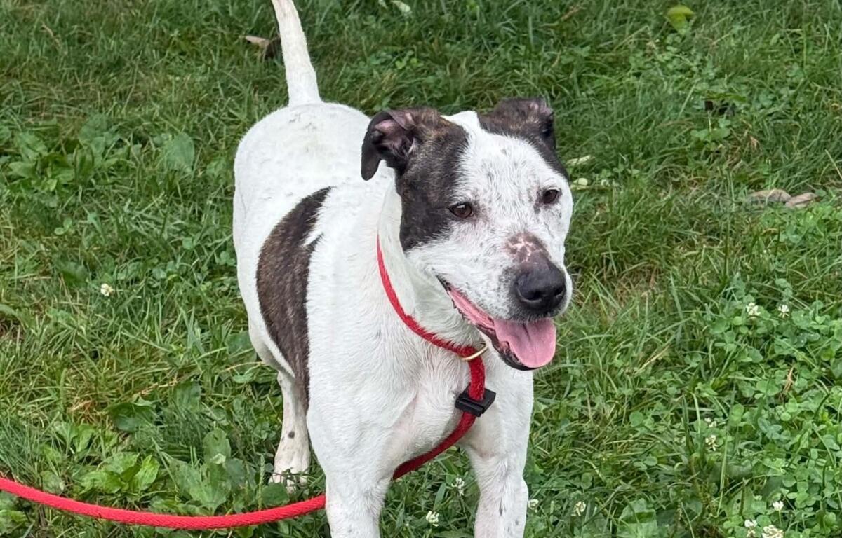 Coco -- Friends of Sangamon County Animal Control Dog of the Week