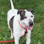 Coco -- Friends of Sangamon County Animal Control Dog of the Week