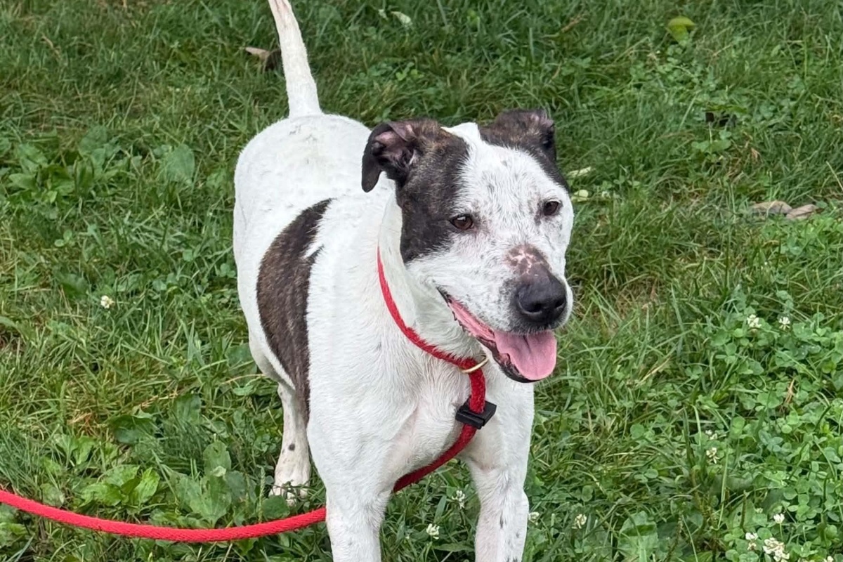 Coco -- Friends of Sangamon County Animal Control Dog of the Week