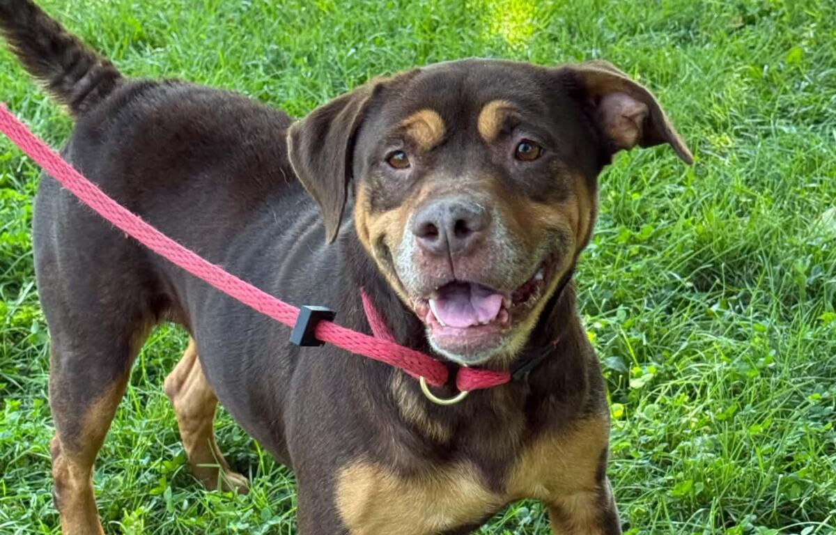 Oma -- Friends of Sangamon County Animal Control Dog of the Week