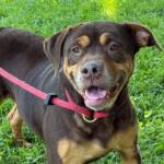 Oma -- Friends of Sangamon County Animal Control Dog of the Week