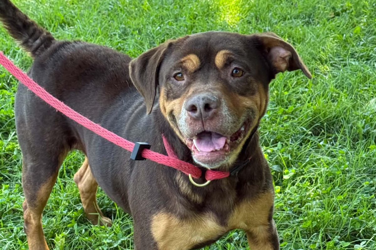 Oma -- Friends of Sangamon County Animal Control Dog of the Week