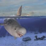 Horizontal view of beluga whale diving and jumping while half is underwater deep ocean 3d rendering