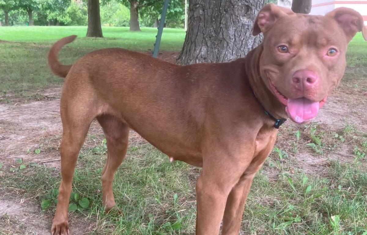 Ellie -- Friends of Sangamon County Animal Control Dog of the Week