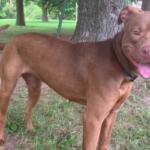 Ellie -- Friends of Sangamon County Animal Control Dog of the Week