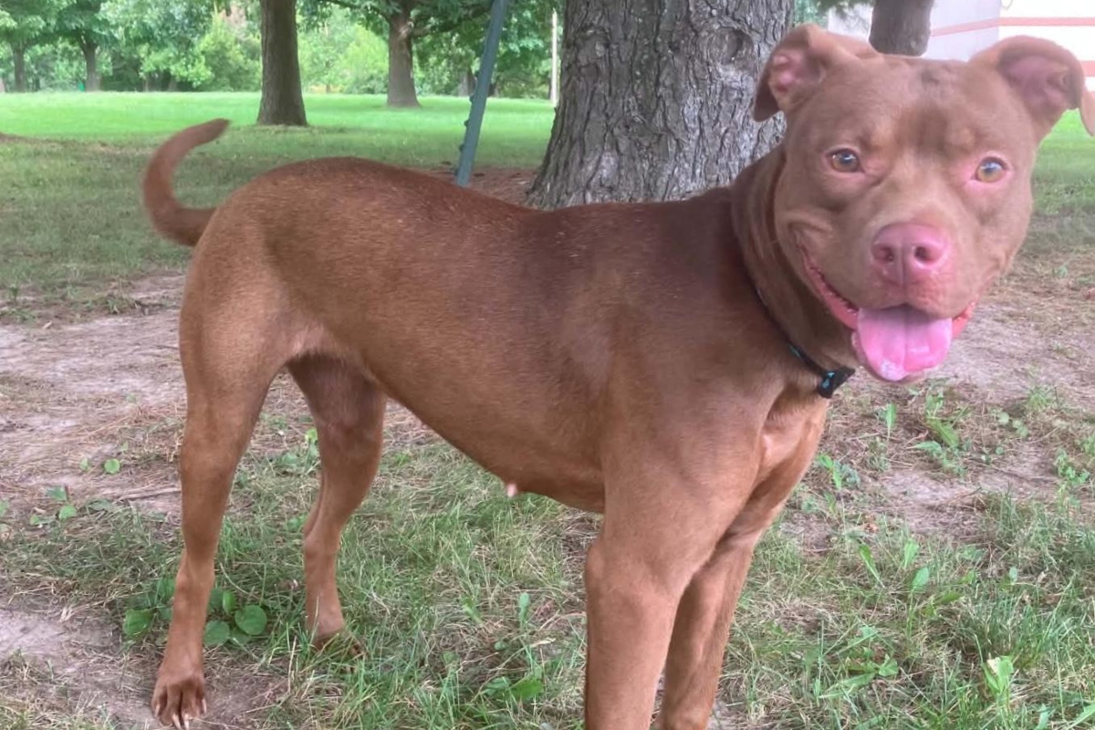 Ellie -- Friends of Sangamon County Animal Control Dog of the Week