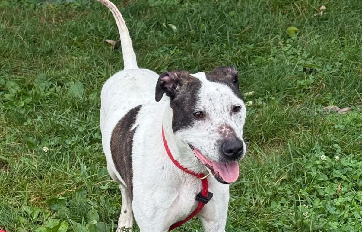 Coco -- Friends of Sangamon County Animal Control Dog of the Week