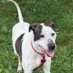 Coco -- Friends of Sangamon County Animal Control Dog of the Week