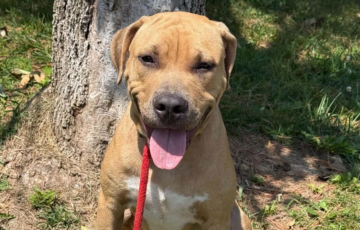 Sully -- Friends of Sangamon County Animal Control Dog of the Week