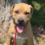 Sully -- Friends of Sangamon County Animal Control Dog of the Week