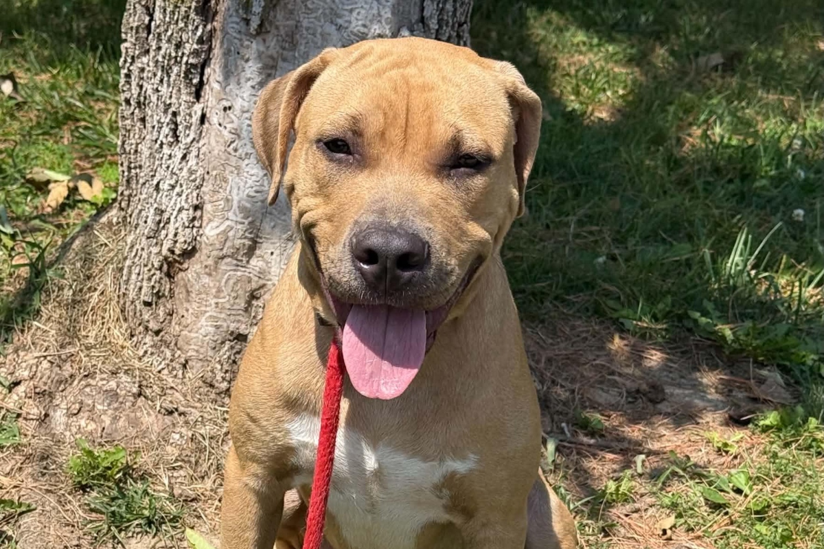 Sully -- Friends of Sangamon County Animal Control Dog of the Week