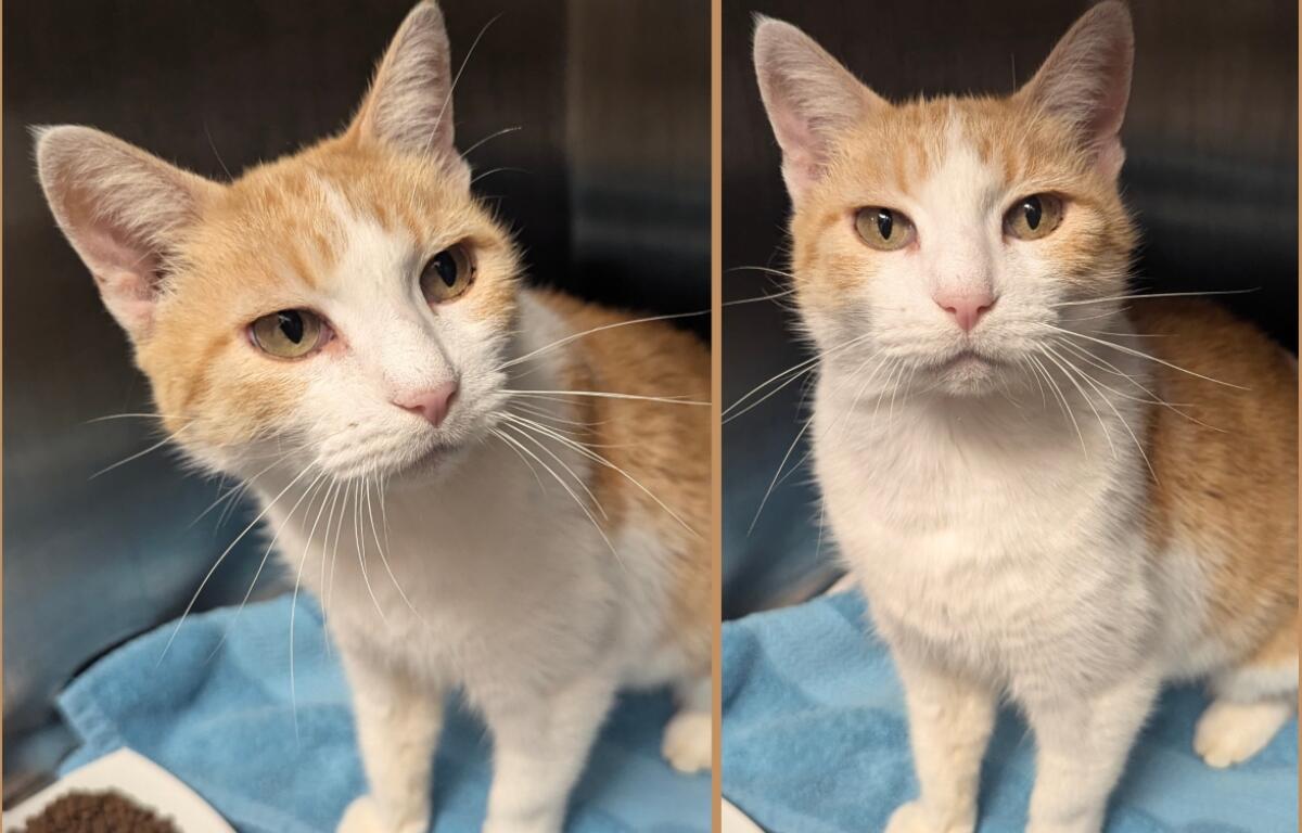 Britney -- Meow Mobile Cat of the Week