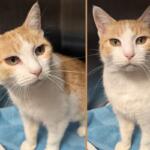 Britney -- Meow Mobile Cat of the Week