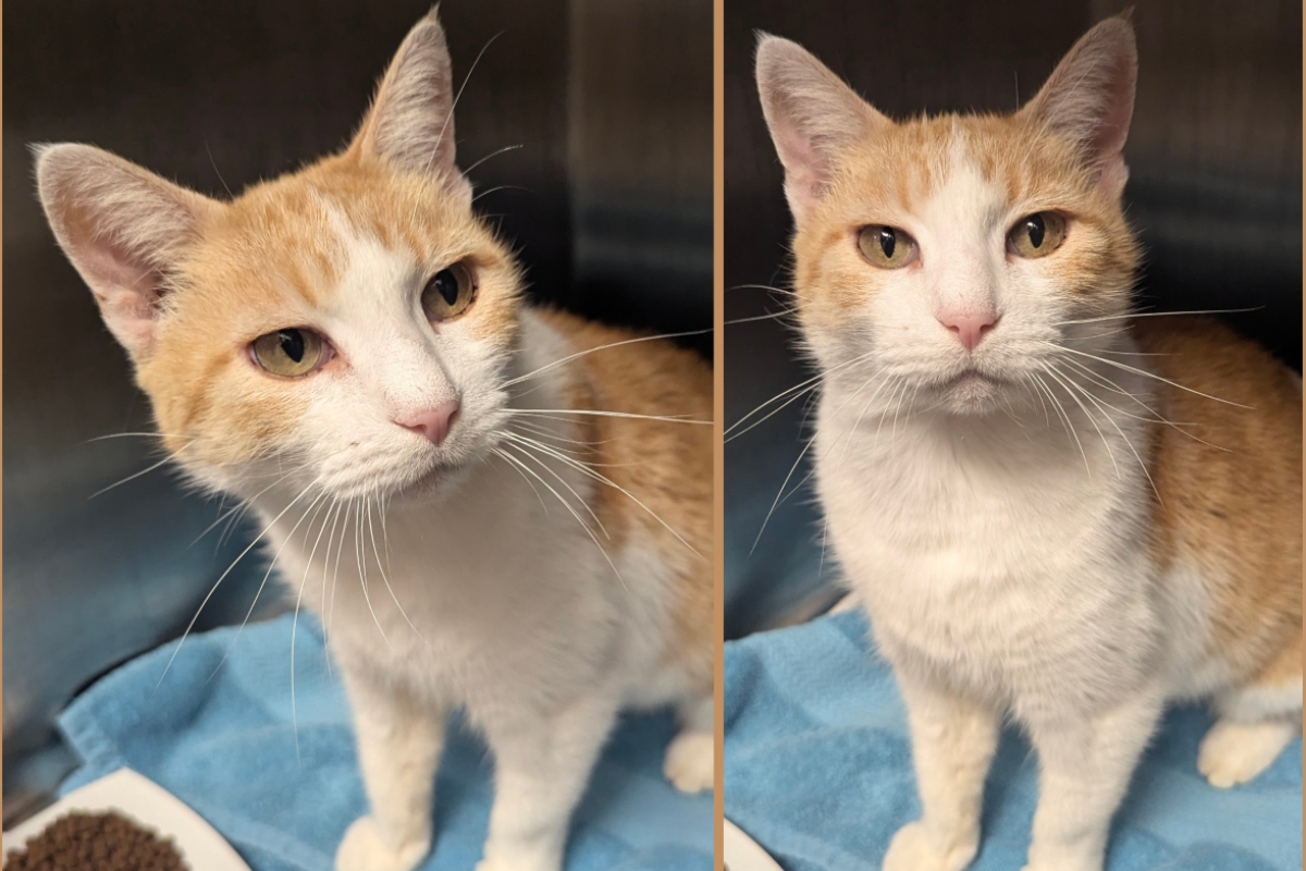 Britney -- Meow Mobile Cat of the Week