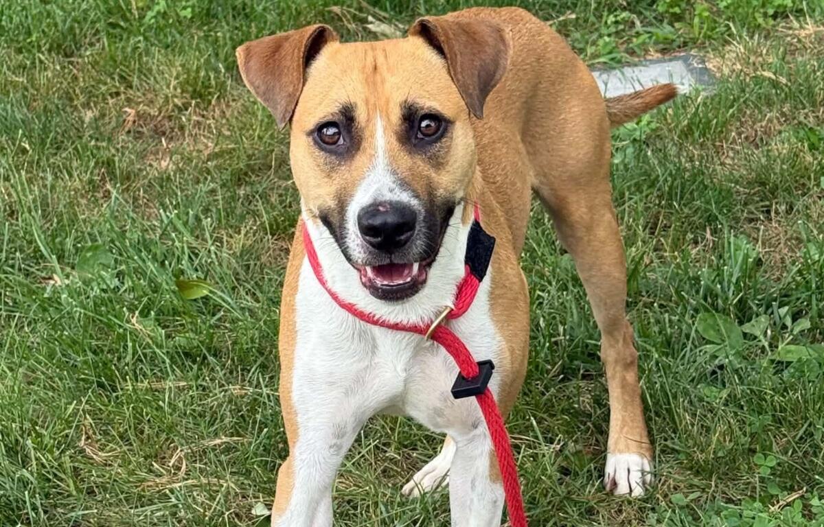 Van -- Friends of Sangamon County Animal Control Dog of the Week