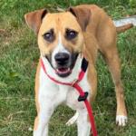 Van -- Friends of Sangamon County Animal Control Dog of the Week