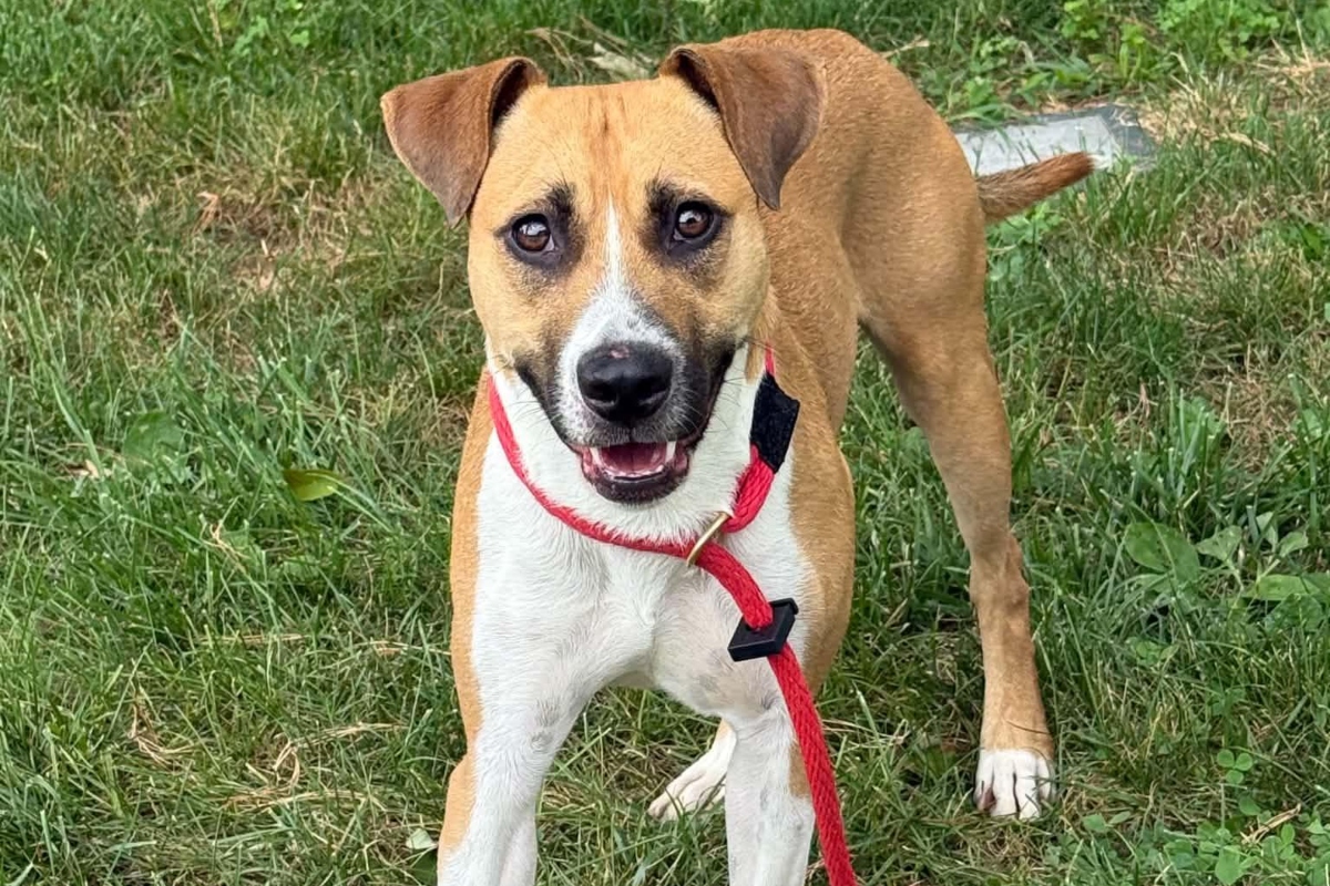 Van -- Friends of Sangamon County Animal Control Dog of the Week