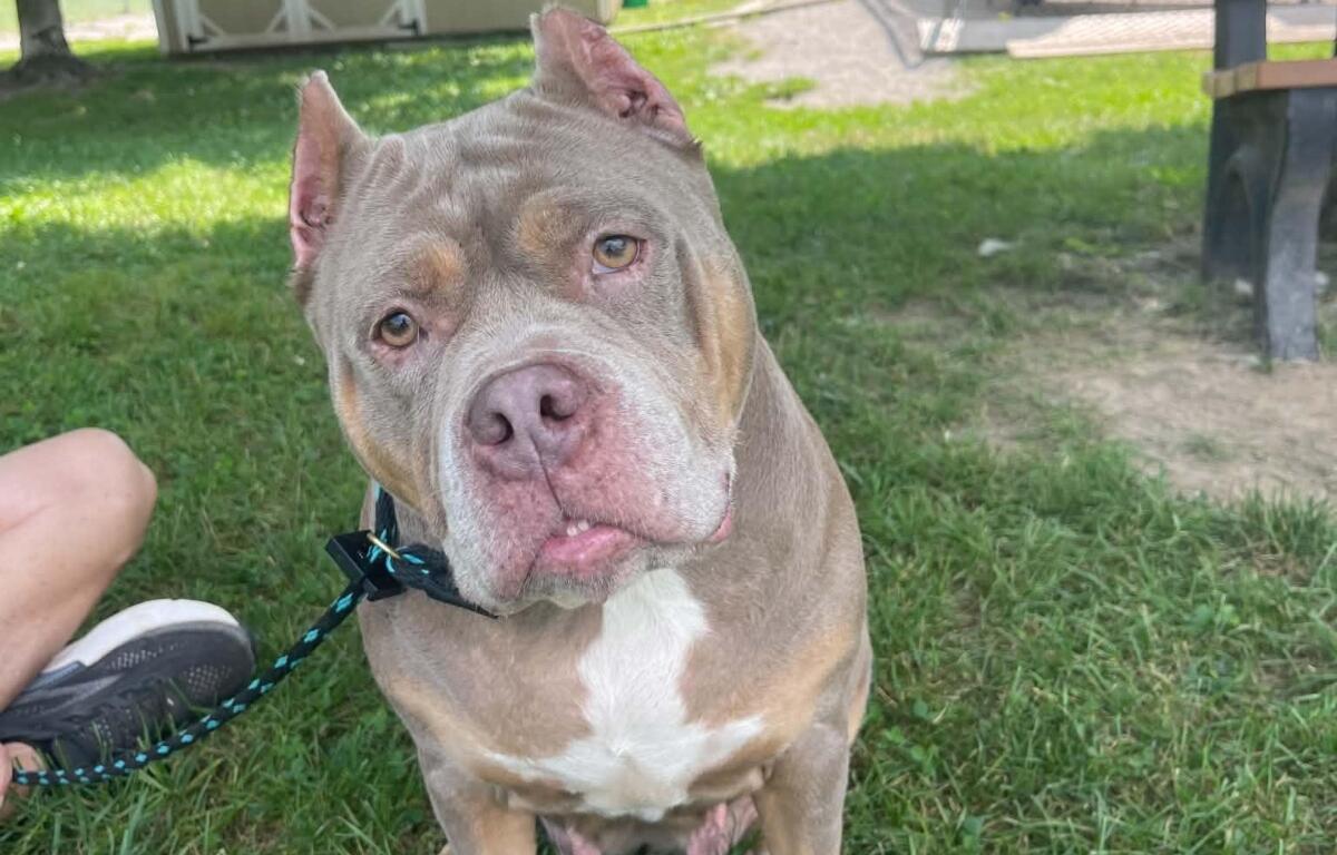 Charlette -- Friends of Sangamon County Animal Control Dog of the Week