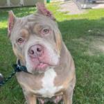 Charlette -- Friends of Sangamon County Animal Control Dog of the Week