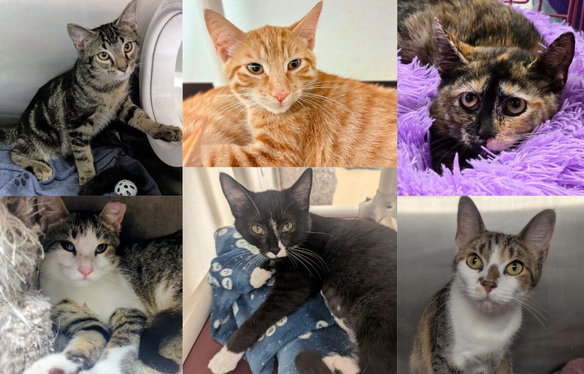 Some of the many cats available for adoption with the help of Meow Mobile.