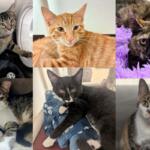 Some of the many cats available for adoption with the help of Meow Mobile.