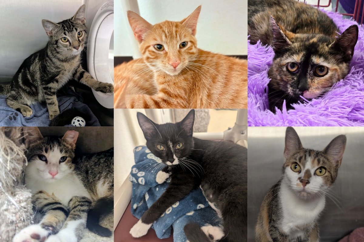 Some of the many cats available for adoption with the help of Meow Mobile.