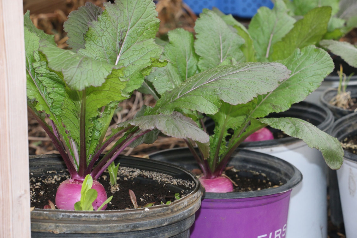 Vegetables grow at Sola Gratia Farms in Urbana, a fiscal year 2024 recipient of a Local Food Infrastructure Grant. (Capitol News Illinois photo by Maggie Dougherty)