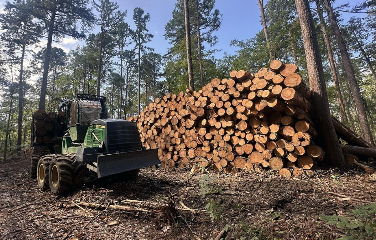 Logging equipment and a pile of felled trees sits less than a mile from the Burke Branch area of the Shawnee, which stands to lose federal protections from new road construction and timber harvesting under a proposal from the Trump administration. (Kate McCann, for Capitol News Illinois)