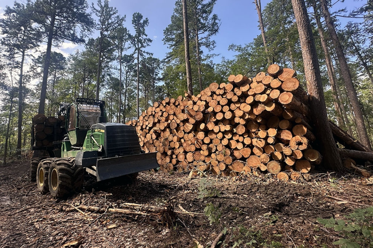 Logging equipment and a pile of felled trees sits less than a mile from the Burke Branch area of the Shawnee, which stands to lose federal protections from new road construction and timber harvesting under a proposal from the Trump administration. (Kate McCann, for Capitol News Illinois)
