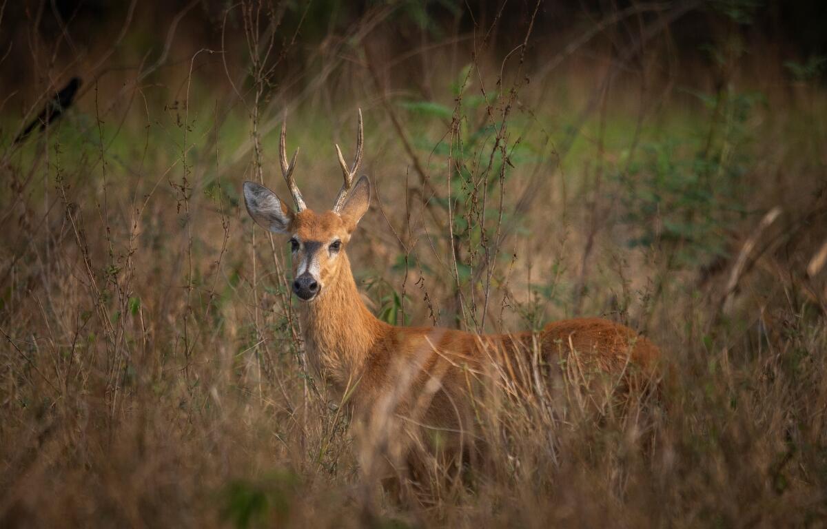 Deer