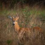 Deer
