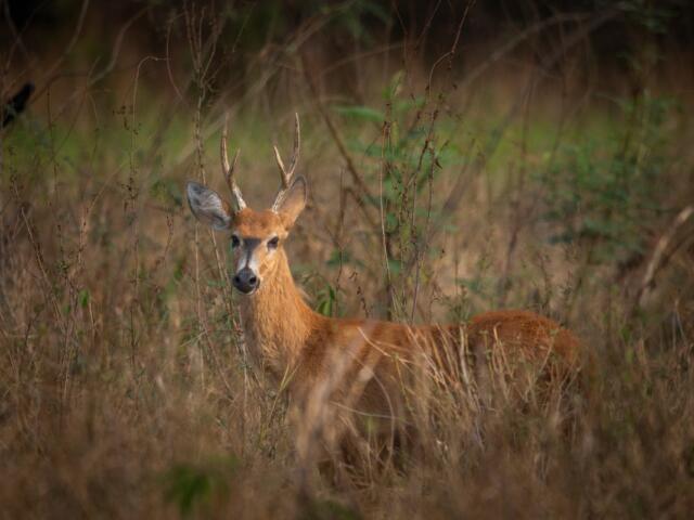 Deer