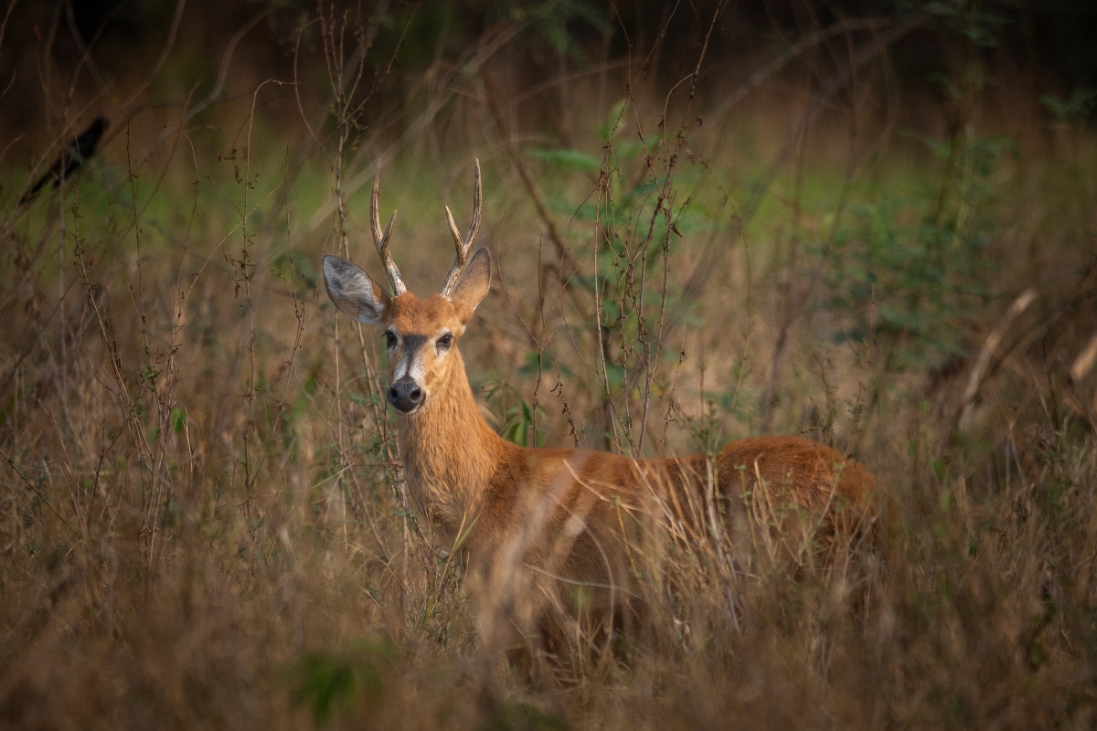 Deer