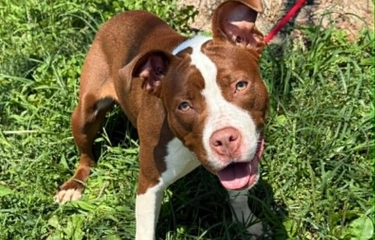 River -- Friends of Sangamon County Animal Control Dog of the Week