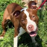 River -- Friends of Sangamon County Animal Control Dog of the Week